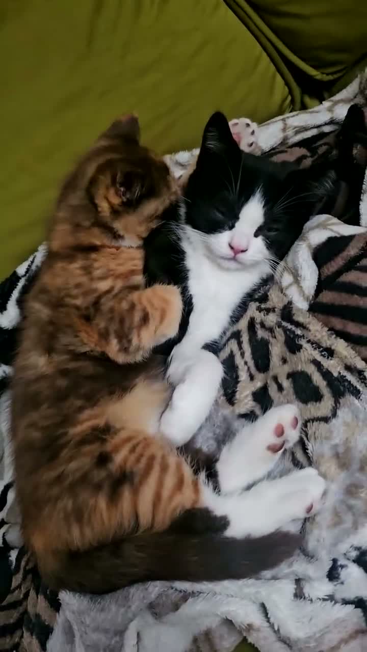 British Shorthair cats for sale: Pedigree BSH/Selkirk  2 boys Tica reg. in Preston - Video 3