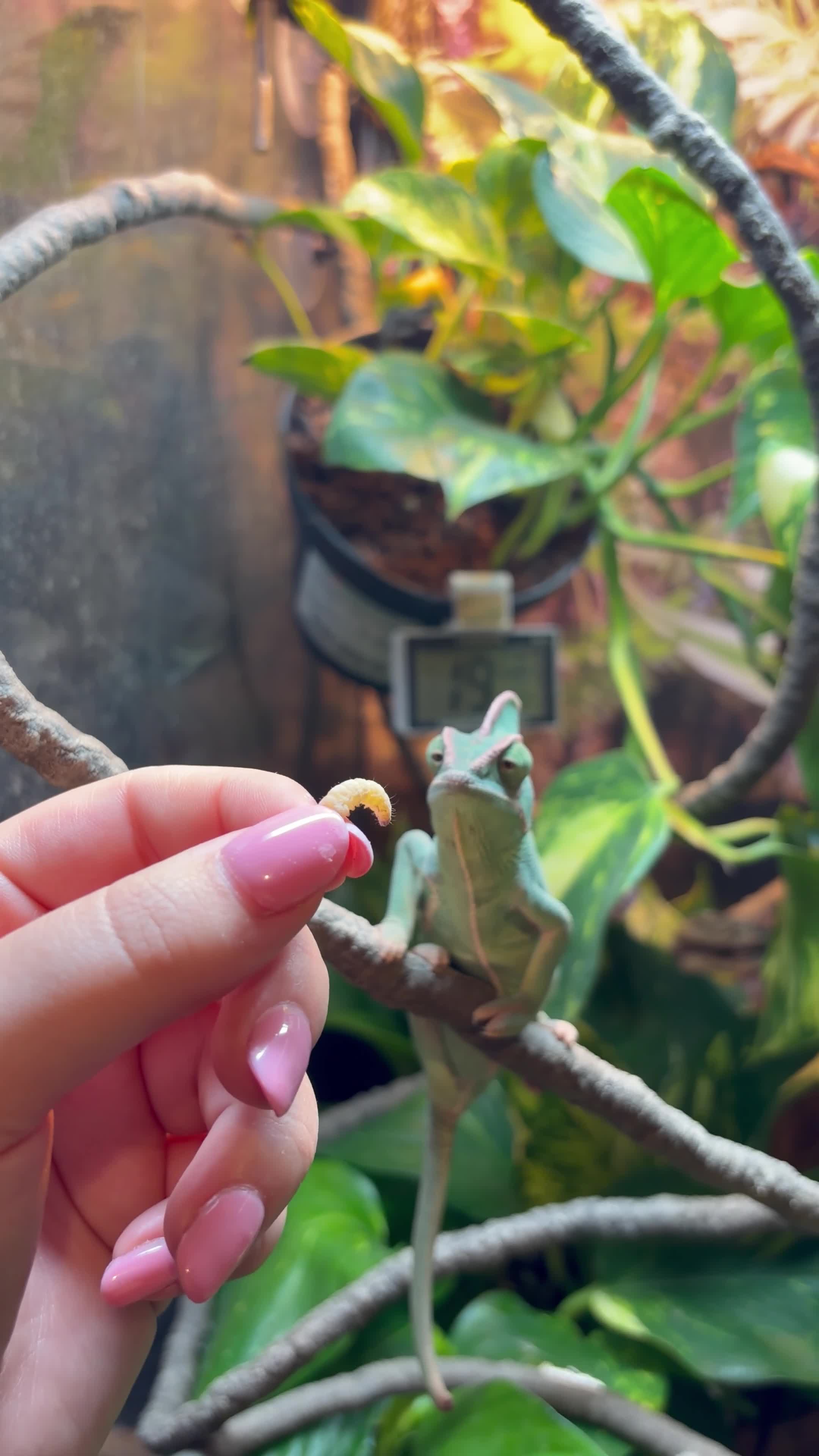 Chameleon reptiles for sale: Yemen Veiled Chameleon  in Dover - Video 2