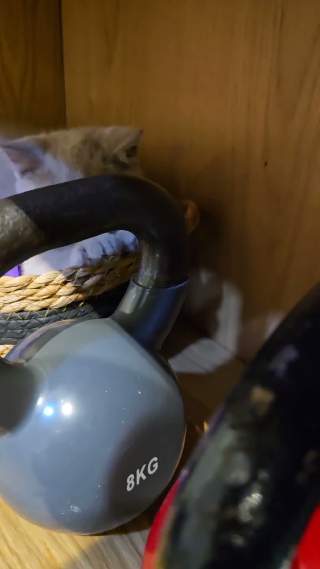 British Shorthair cats for sale: GCCF ACTIVE MALE LILAC BRITISH SHORTHAIR  - Video 3