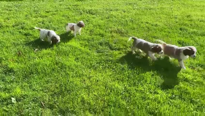 Cavalier King Charles Spaniel dogs for sale: Beautiful Cavalier King Charles KC Registered Pups - Video 1