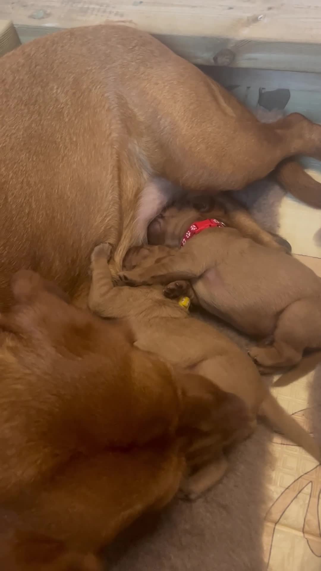 Australian Labradoodle dogs for sale: Australian Labradoodle x Fox Red Labrador x2 boys - Video 1