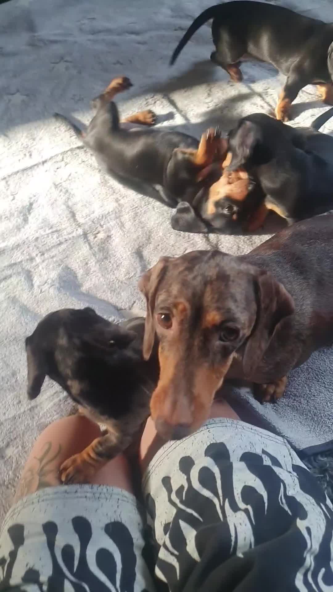 Miniature Dachshund dogs for sale: 2 male miniature dachshunds  in Brandon - Video 1