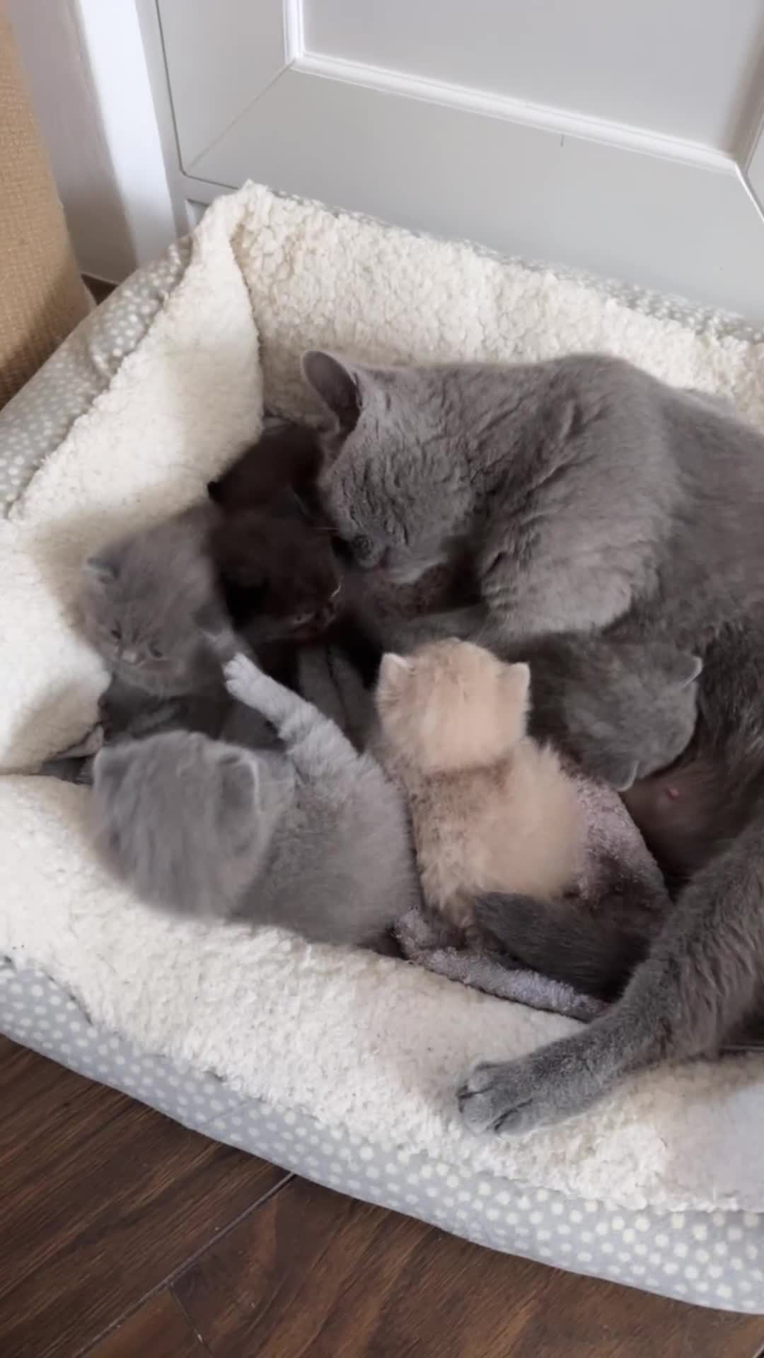 British Shorthair cats for sale: Stunning British short hair kittens  - Video 1