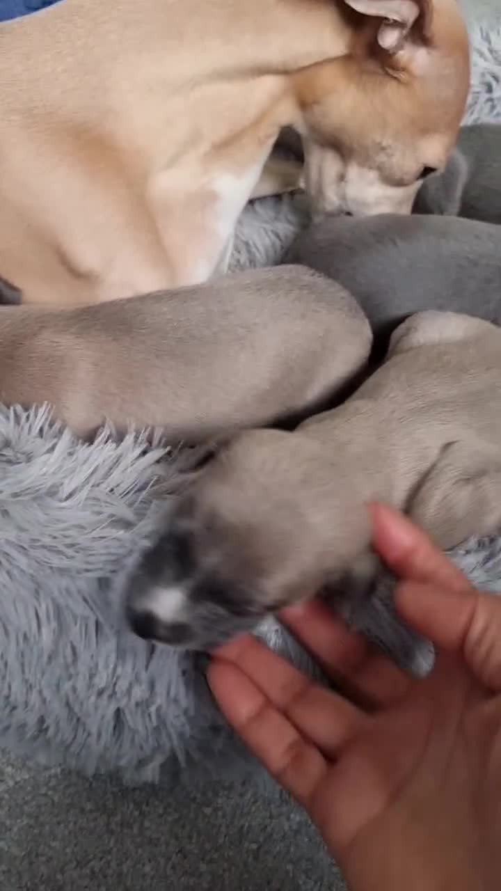 Whippet dogs for sale: Show quality whippets.  - Video 2