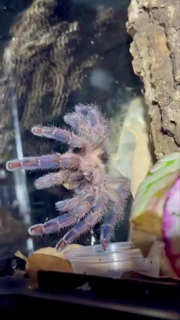 Tarantulas invertebrates for sale: AF Y Diversipes and Female P Metallica - Video 1