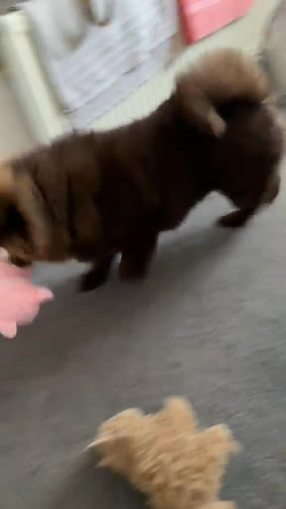 Chow Chow dogs for sale: Chunky chow  - Video 1