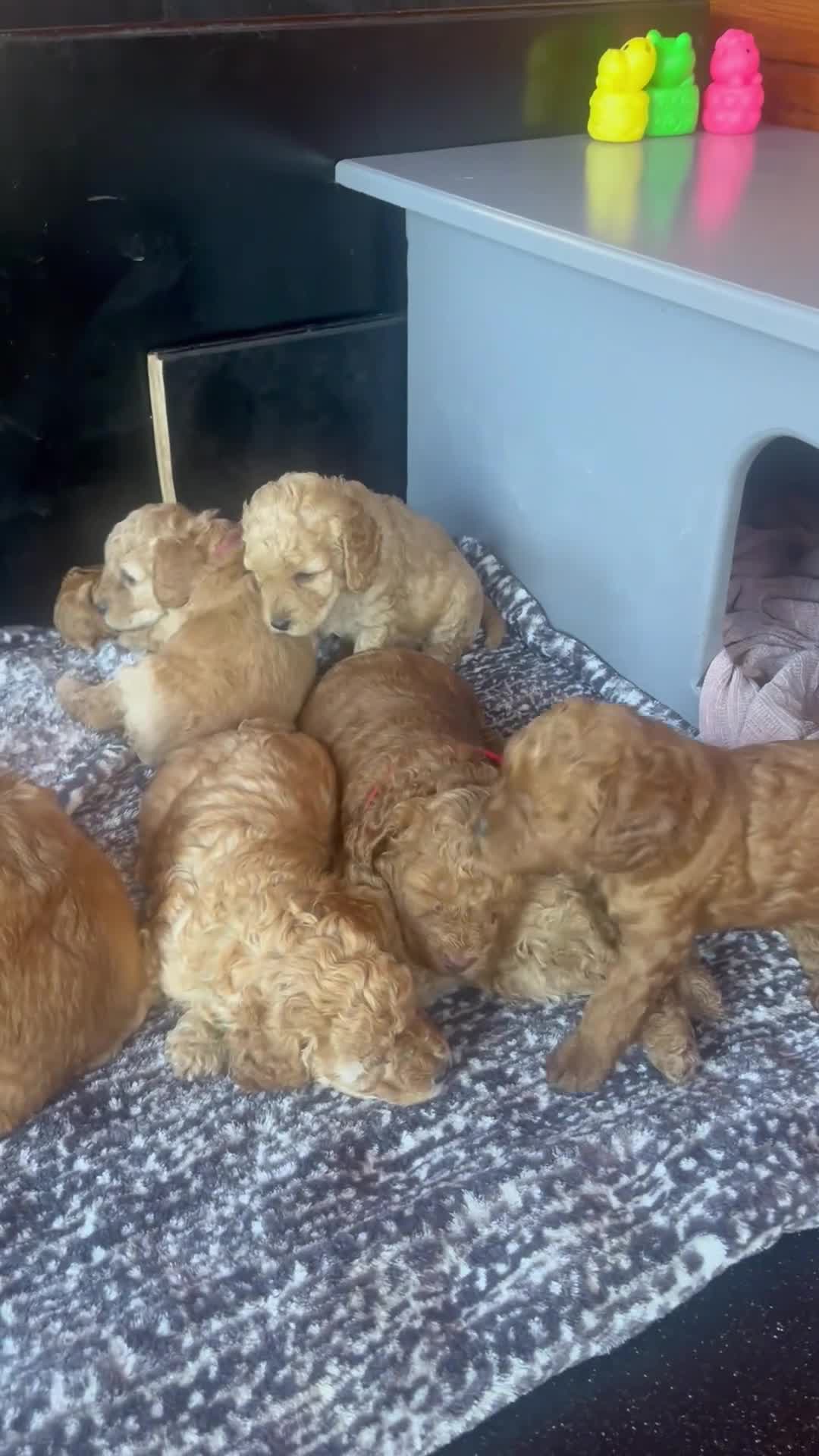 Cockapoo dogs for sale: READY TO LEAVE NOW Stunning Cockapoo Puppies - Video 1