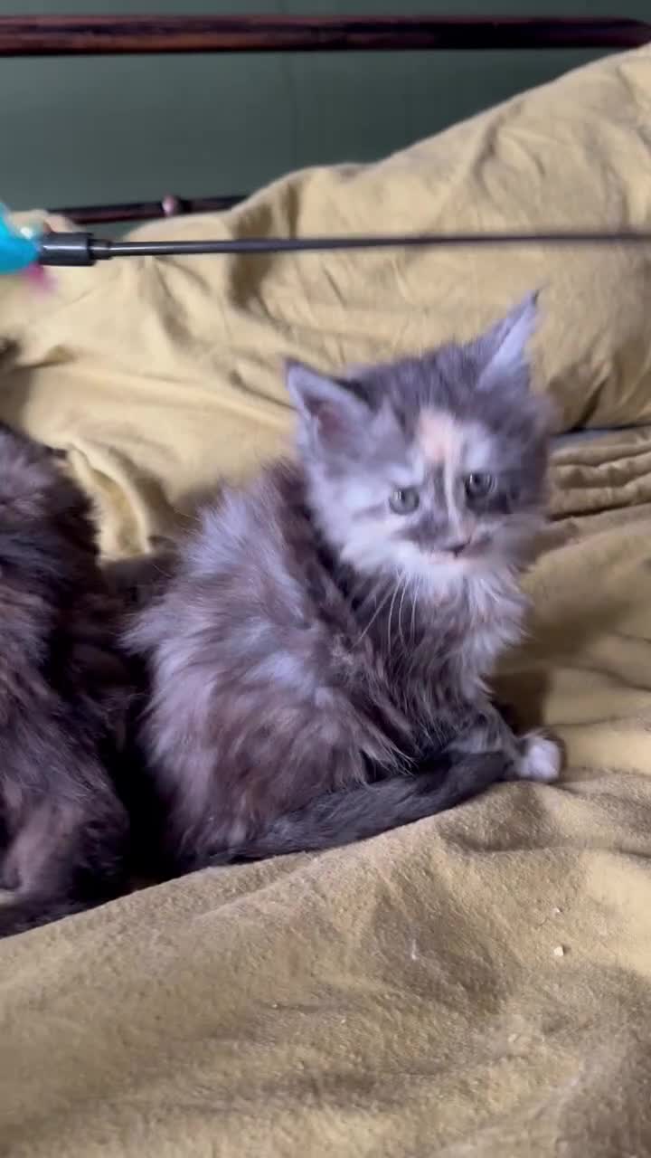 Maine Coon cats for sale: Maine Coon  - Video 1