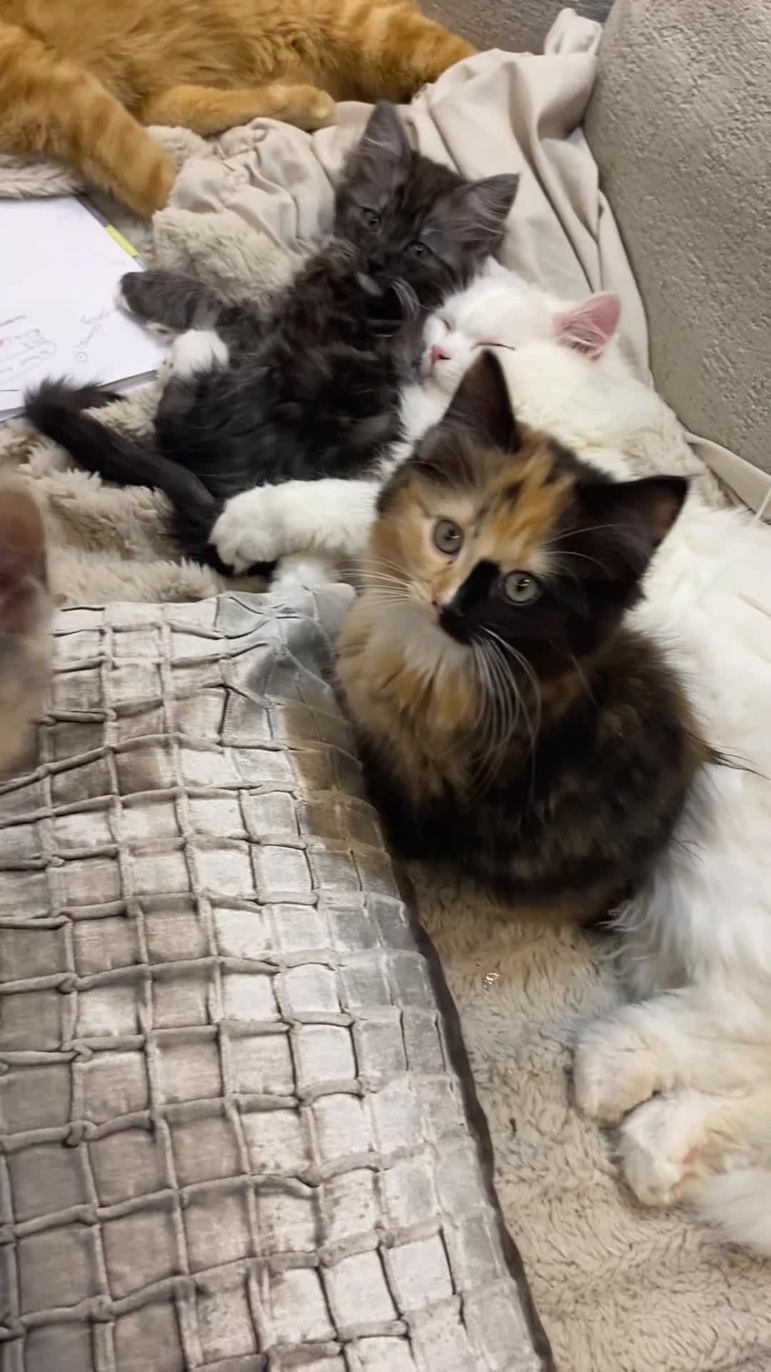 Mixed Breed cats for sale: 2 beautiful girl calico’s  - Video 2