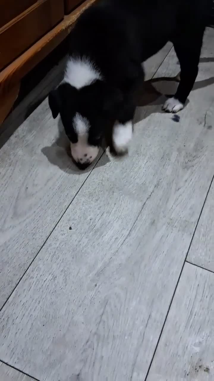 Mixed Breed dogs for sale: Border Collie x Lurcher pups - Video 1