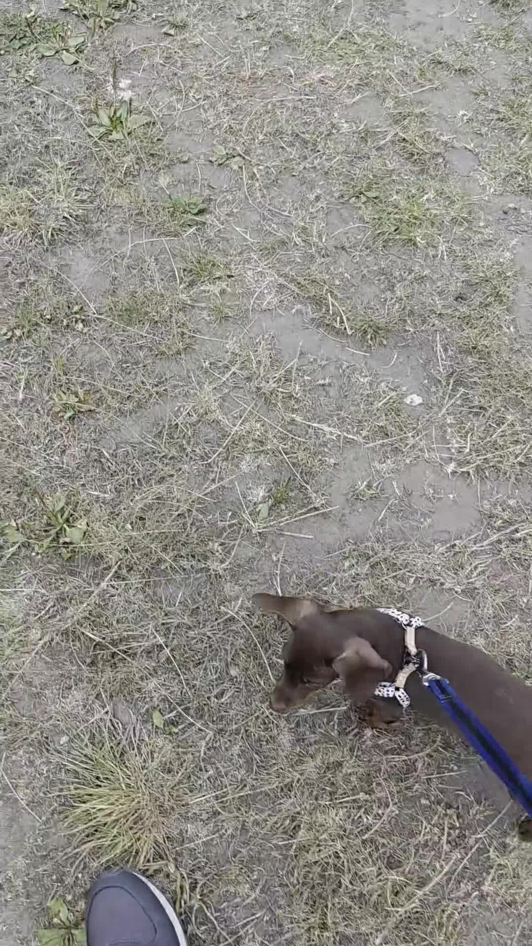 Dachshund dogs for sale: Chocolate and  tan miniature dachshund  in Sutton Coldfield - Video 1