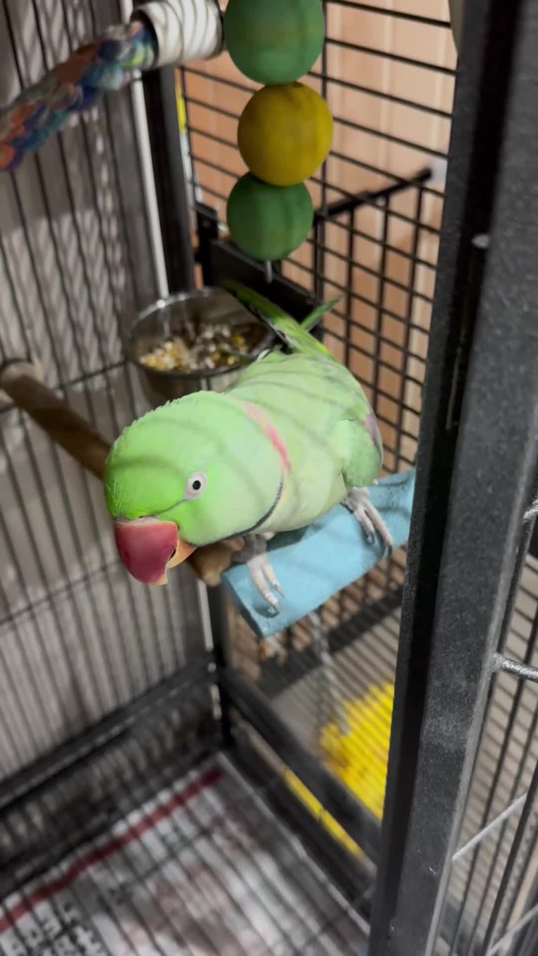 Parakeets birds for sale: Kiwi - The Alexandrian Parakeet - Video 1
