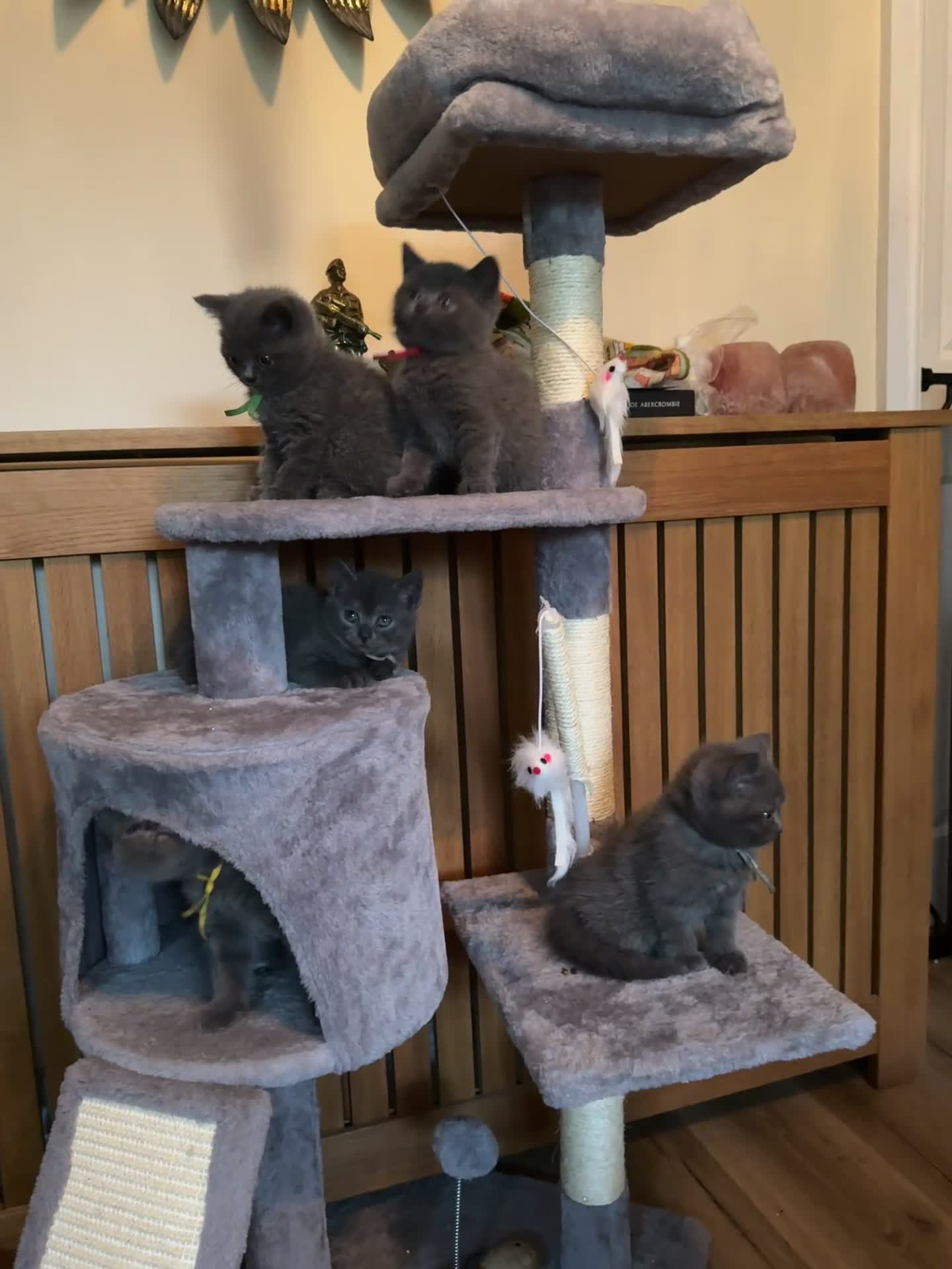 British Shorthair cats for sale: Last boy British shorthair kitten seeks family  - Video 1