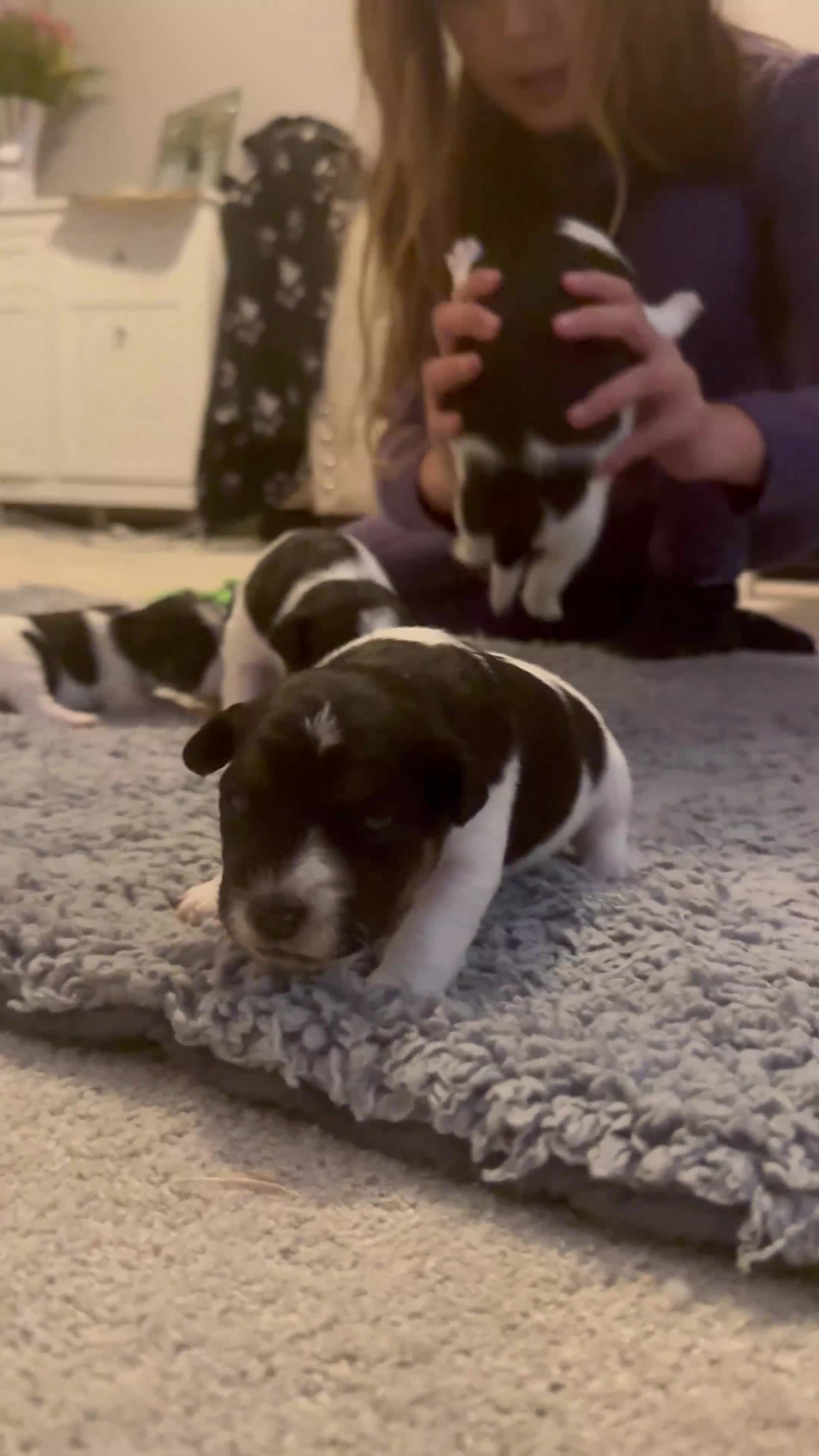 Parson Russell dogs for sale: Beautiful Parsons Russel Pups - Video 2