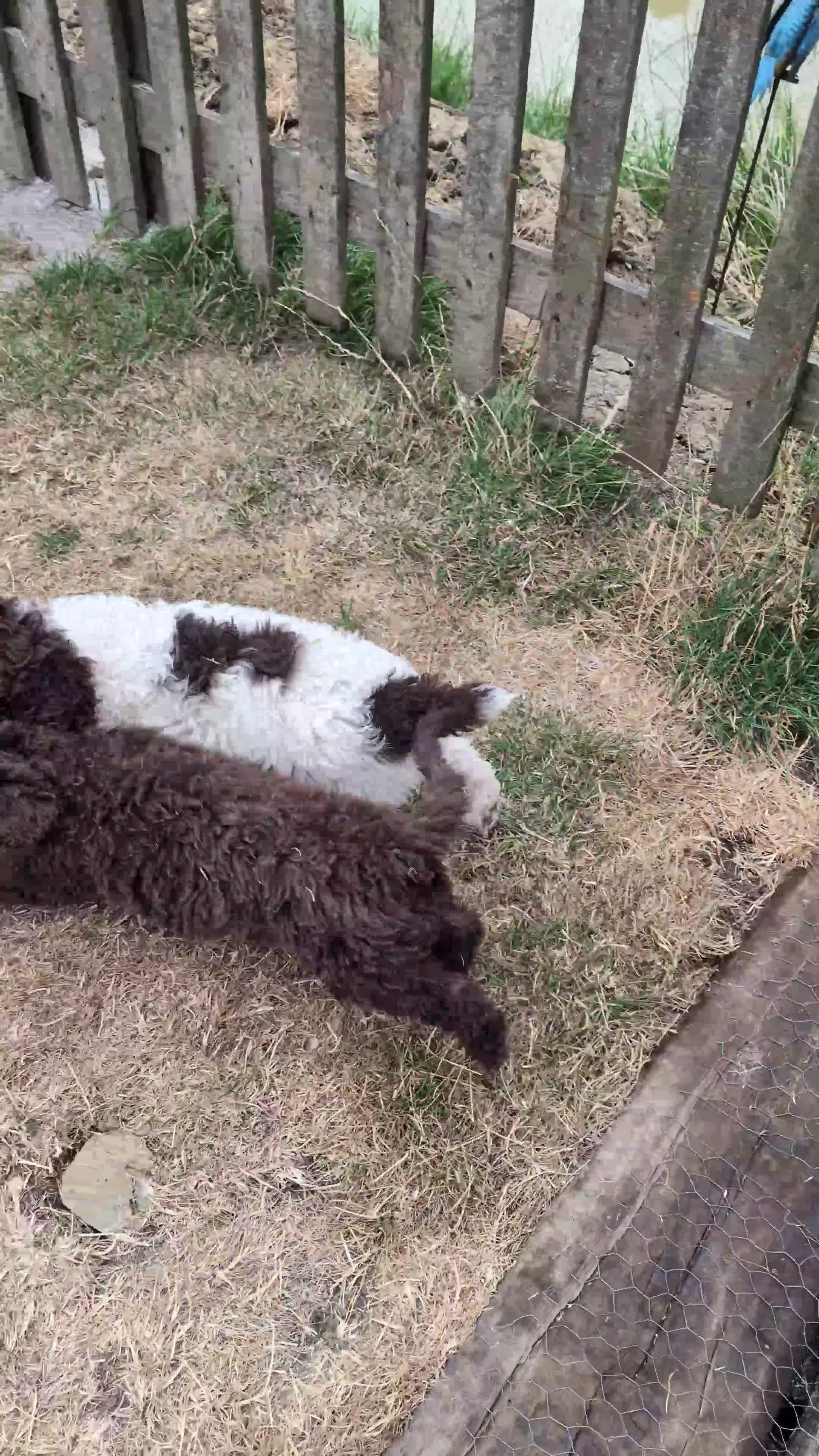Spanish Water Dog dogs for sale: Spanish water dog  - Video 3