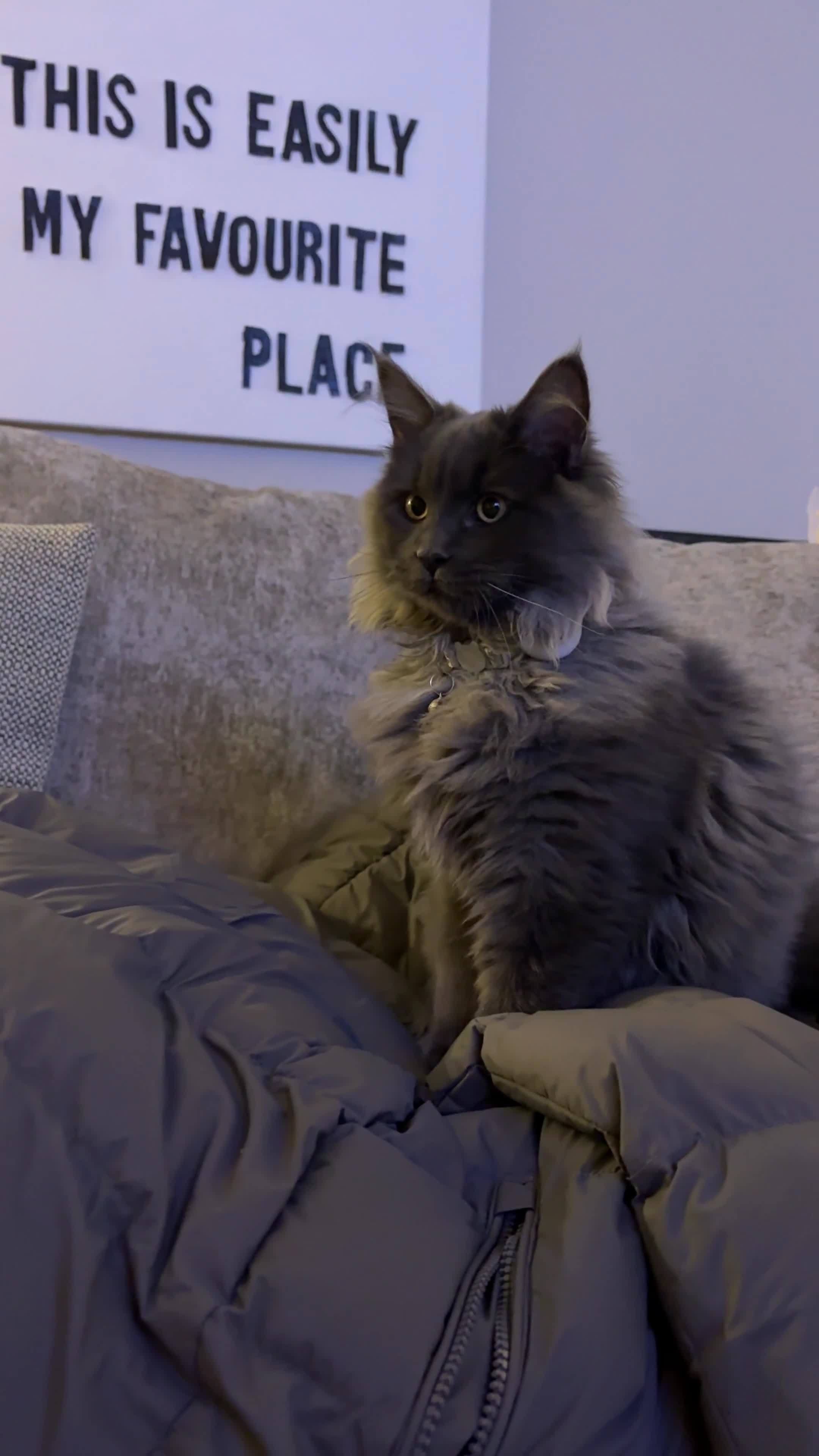 Maine Coon cats for sale: 🐾 Exceptional Blue Smoke Maine Coon Available 🐾 - Video 1