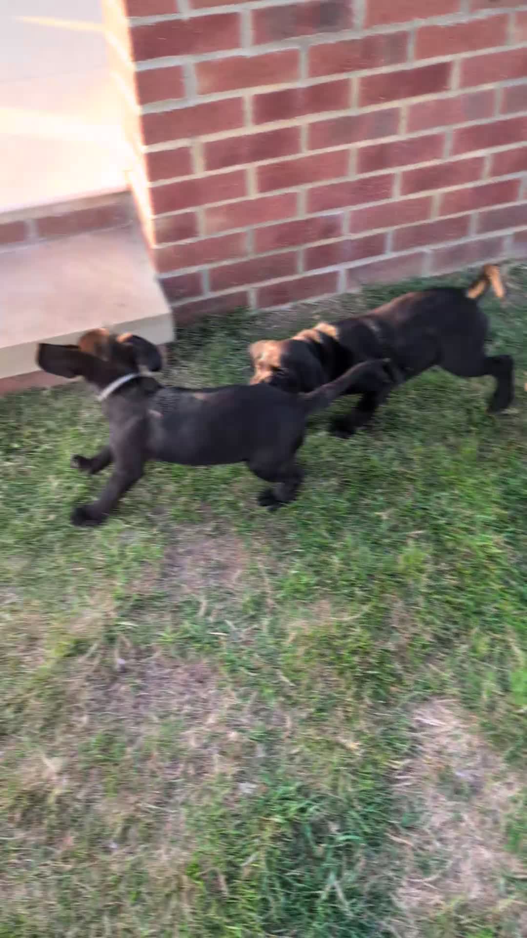 Labrador Retriever dogs for sale: Stunning black KC registered working Labradors  - Video 1