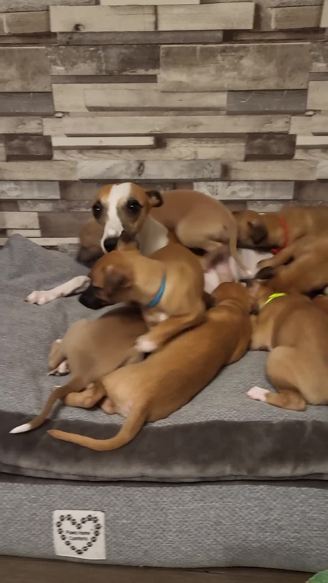 Whippet dogs for sale: These Adorable pups are needing a forever home. - Video 1