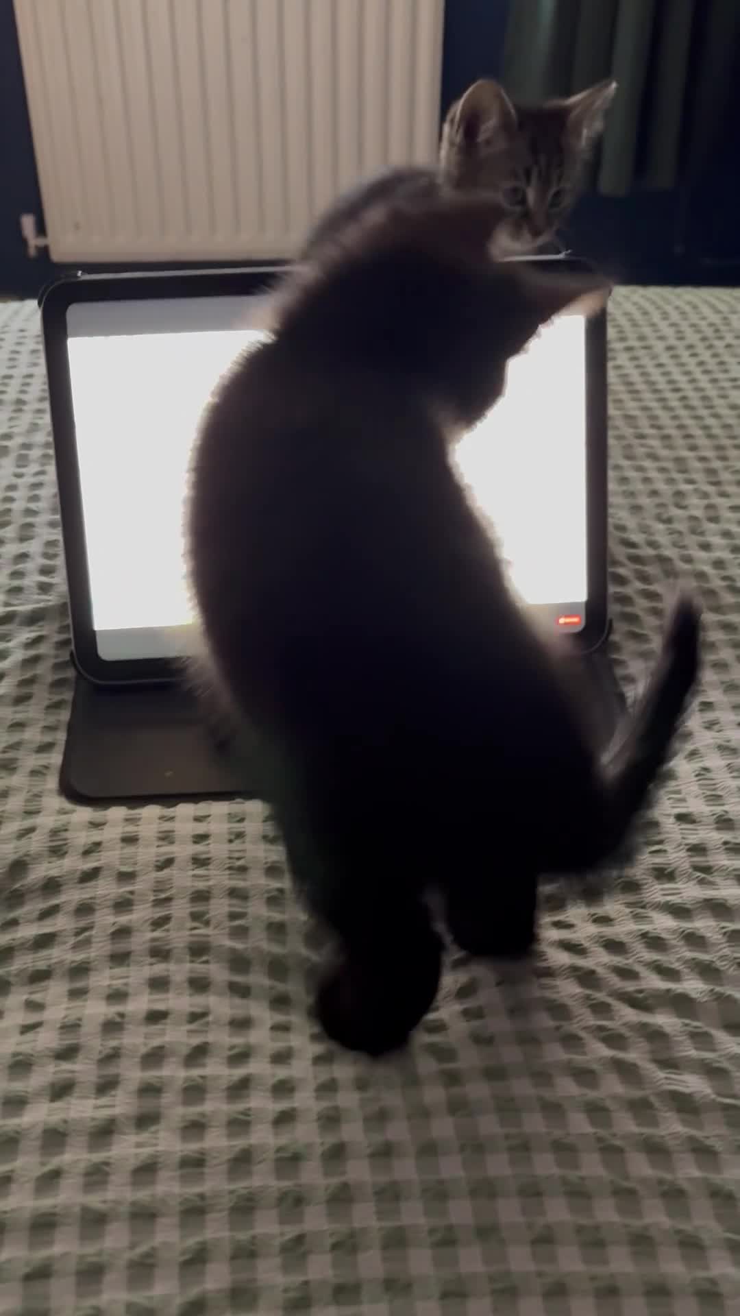 Bombay cats for sale: 2 sweet girls for sale - Video 1
