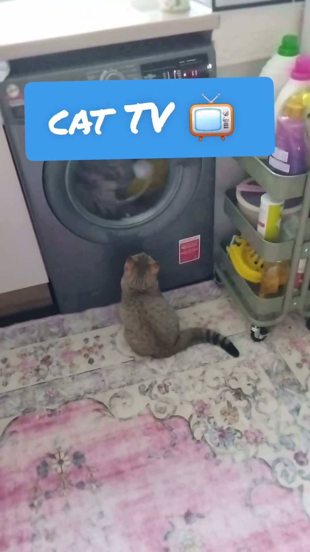 British Shorthair cats for sale: Tiger- Golden spotted tabby  - Video 4
