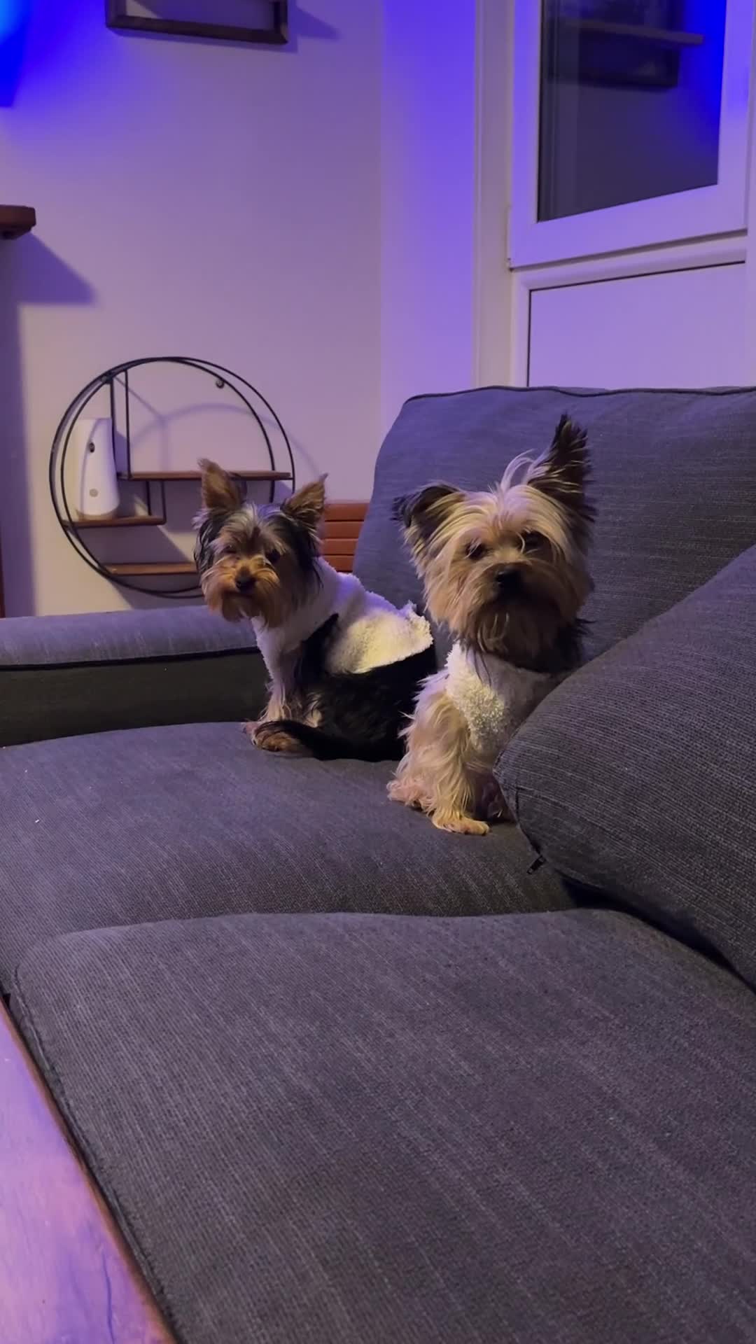 Yorkshire Terrier dogs for sale:  Beautiful Yorkshire Terrier mini Puppies tor Sale - Video 2