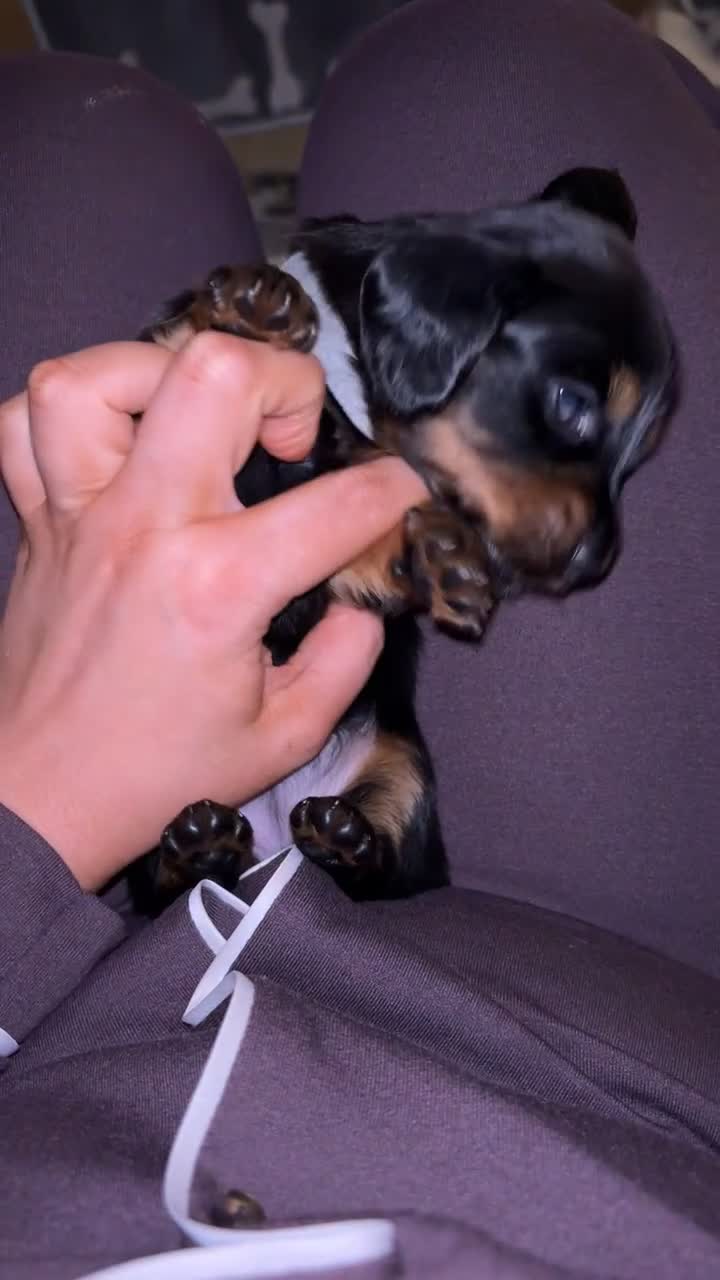 Miniature Dachshund dogs for sale: 2 female miniature dachshunds - Video 1