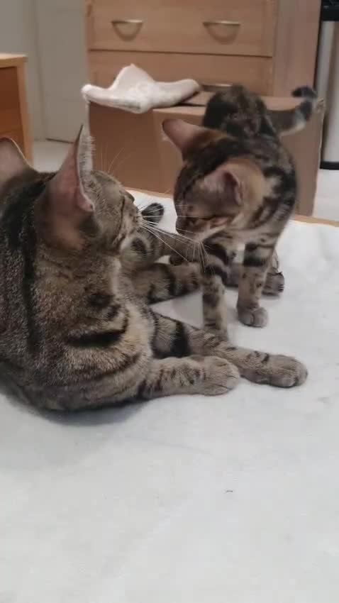 Bengal cats for sale: Bengal kittens - Video 2
