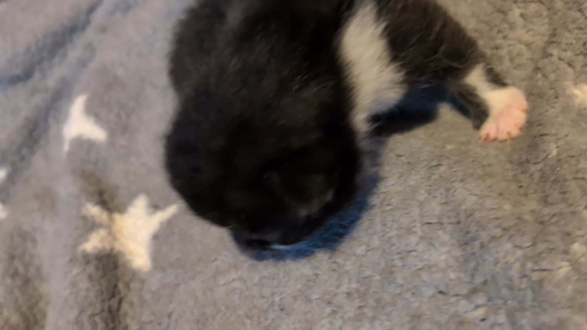 British Shorthair cats for sale: 4 kittens - Video 4