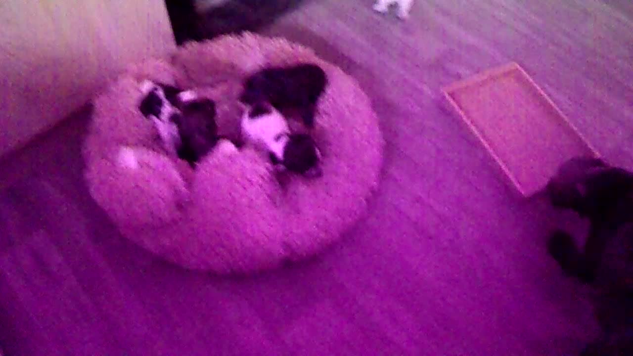 Cockapoo dogs for sale:  Cockapoo puppies 1 boy 3 girls £650 - Video 4