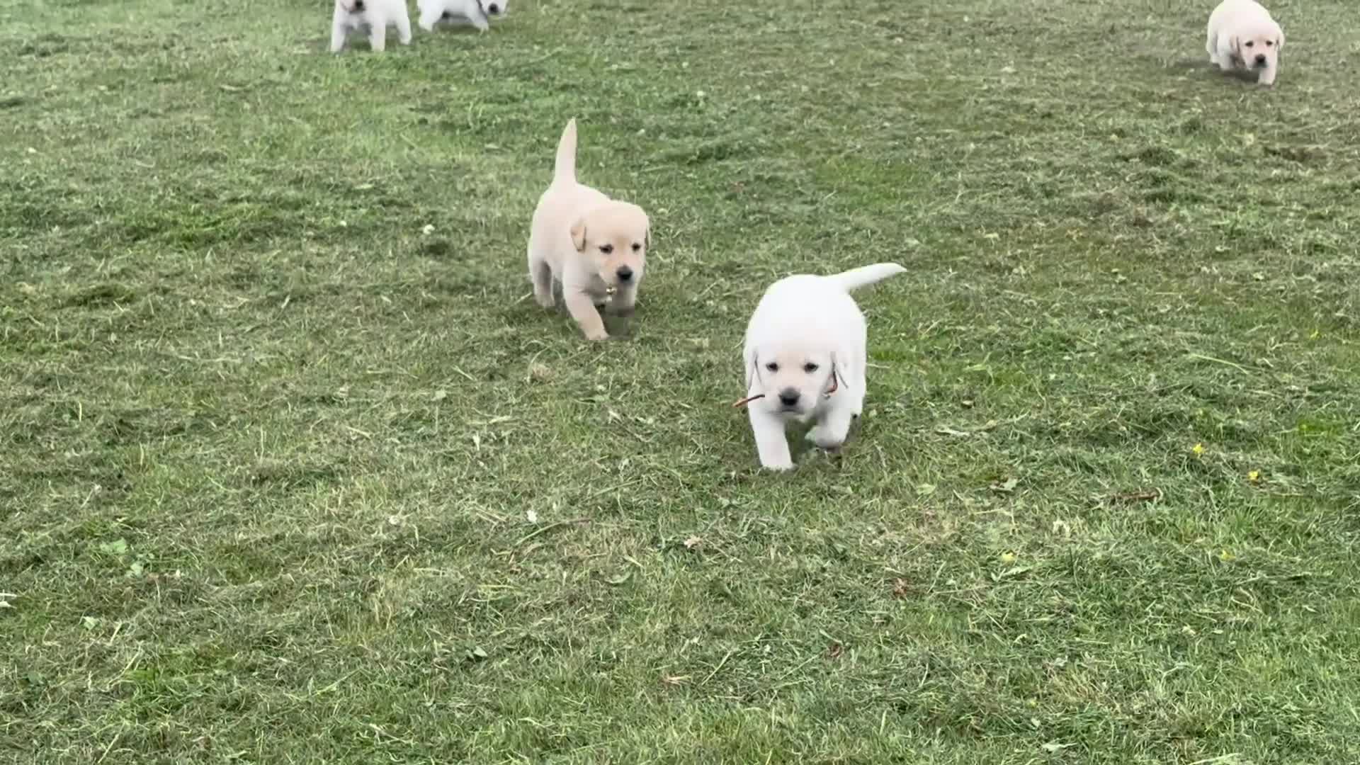 Labradoodle dogs for sale: Beautiful labradoodle puppies smart and gently in Fraserburgh - Video 2