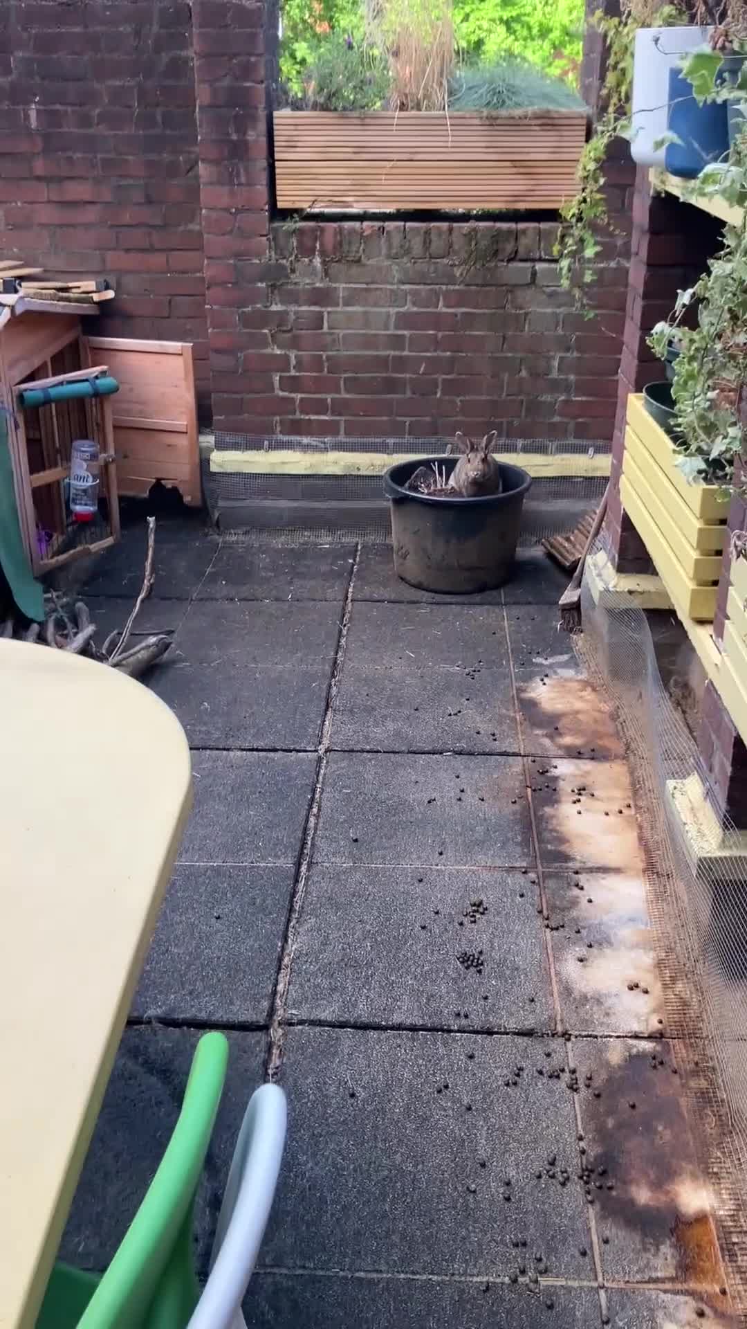 Mixed Breed rabbits for sale: Neutered pair bonded 2yo mixed breed rabbits  in London - Video 1