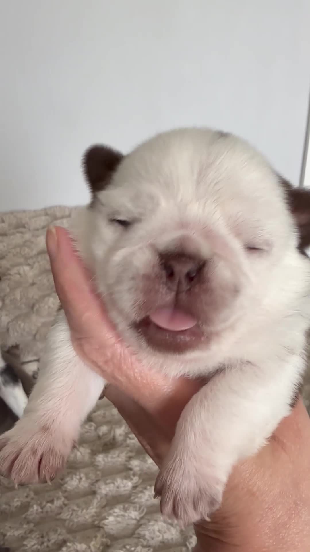 Pug dogs for sale: Kc pug puppies from a 5 star licensed breeder  - Video 3