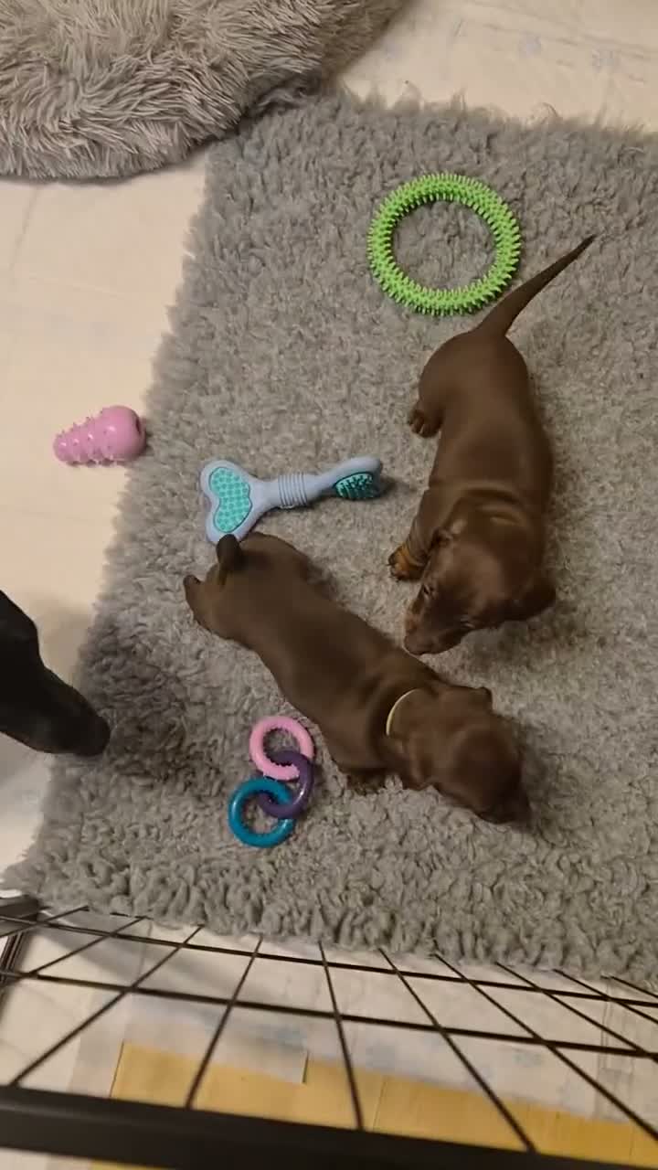 Miniature Dachshund dogs for sale: 3 male miniature dachshunds  - Video 1