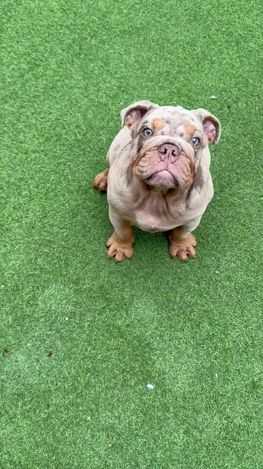 English Bulldog dogs for sale: £1500 REDUCED 2 boys & 1 girl available  in Dagenham - Video 2
