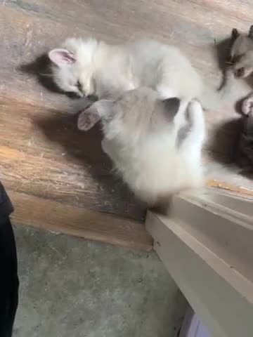 Ragdoll cats for sale: Adorable Pedigree Ragdoll Kittens  - Video 2