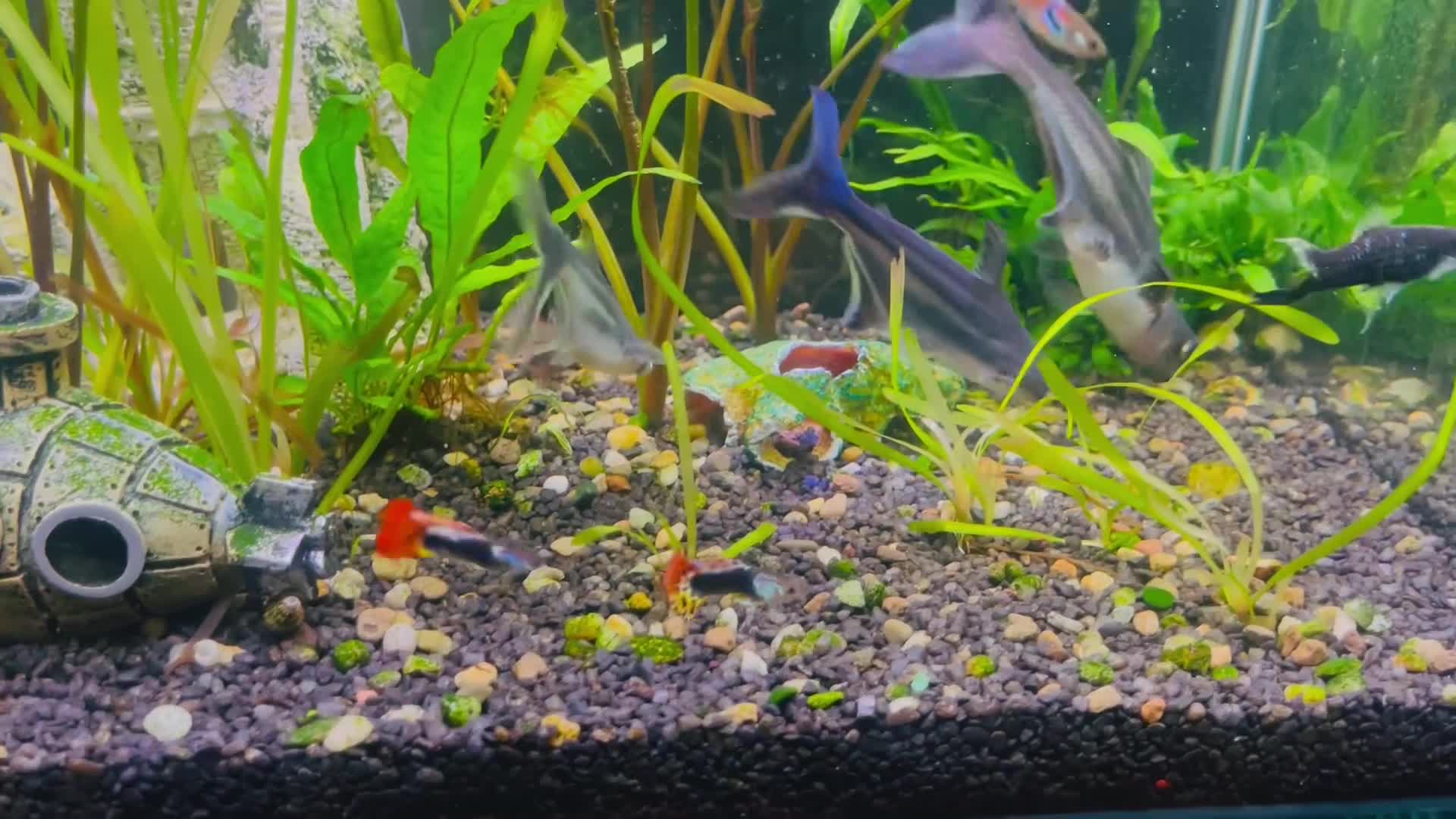 Sharks fish for sale: Pangasious shark - Video 1