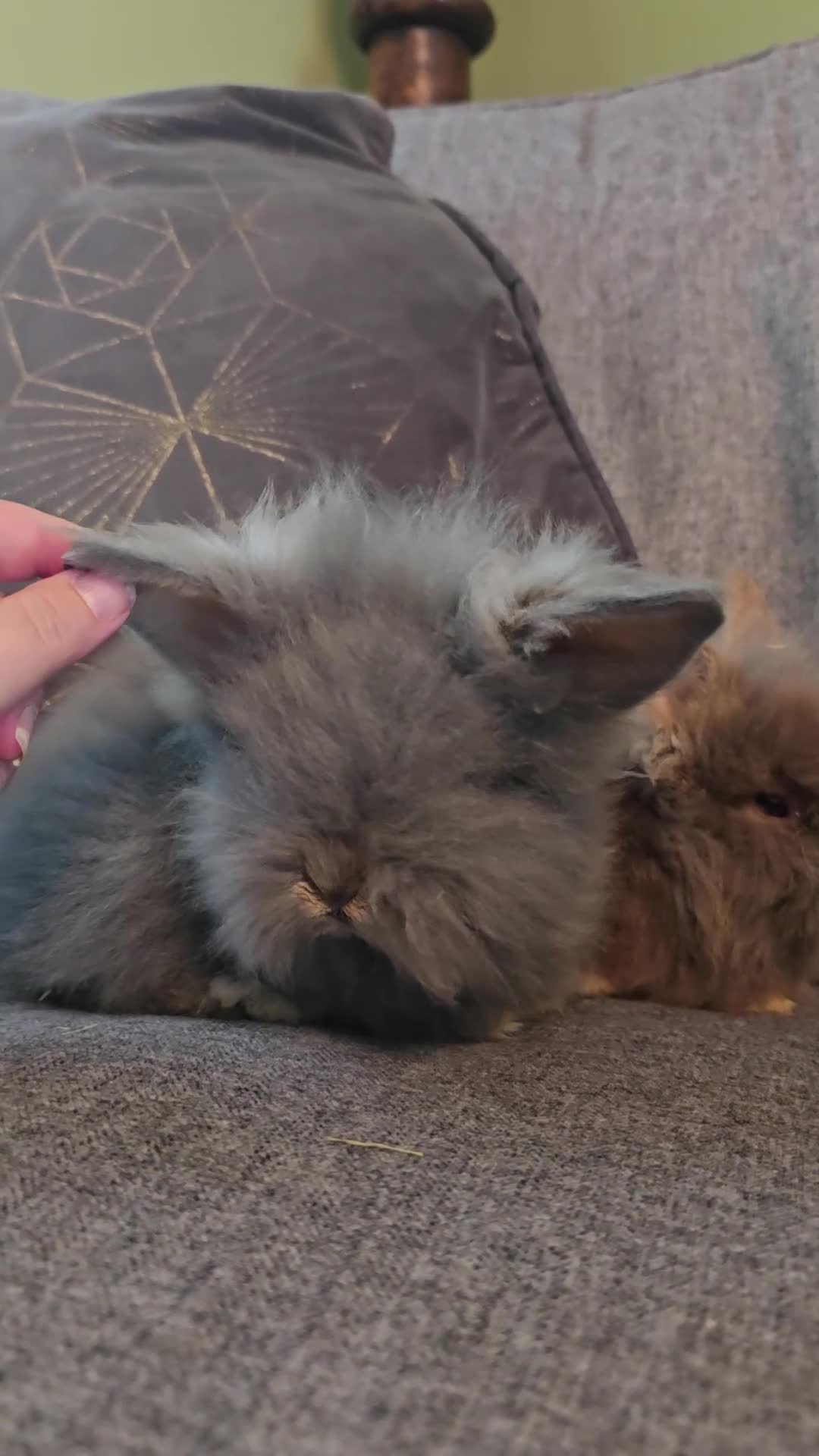 Mini Lion Lop rabbits for sale: Lionhead and lop babies  in Manchester - Video 1