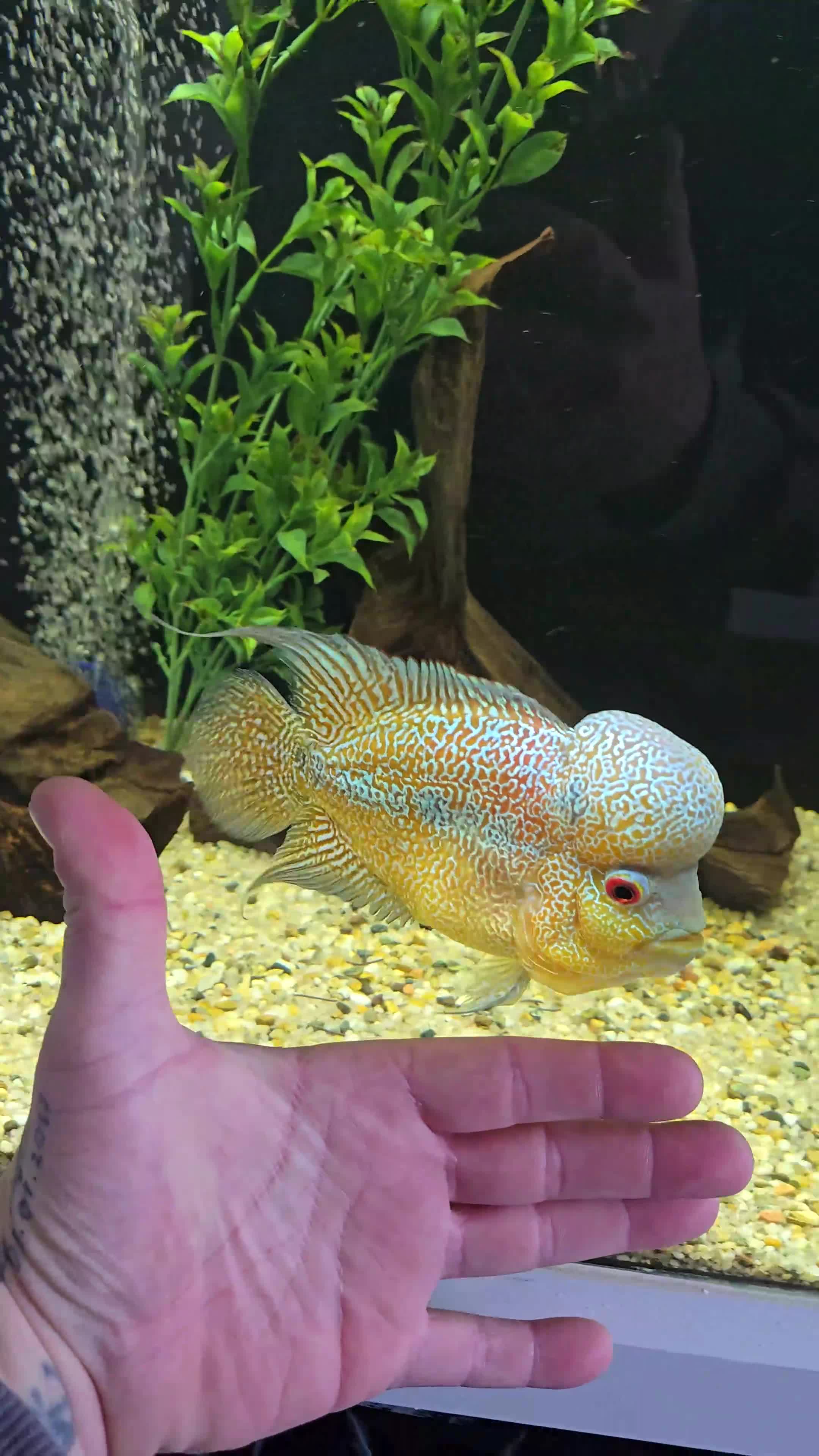 Cichlids fish for sale: Zhen zhu thick pearl flowerhorn  - Video 1