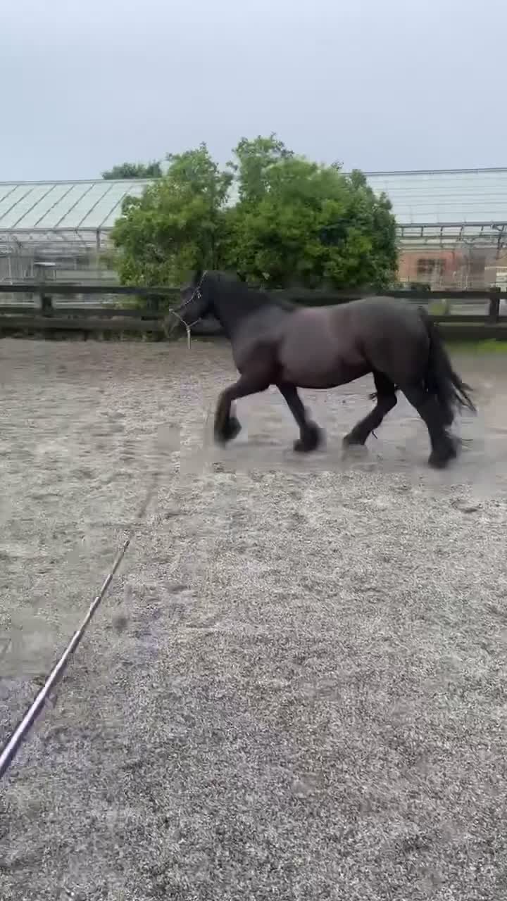 Other Breed horses for sale: Dales x Cob for sale - Video 1