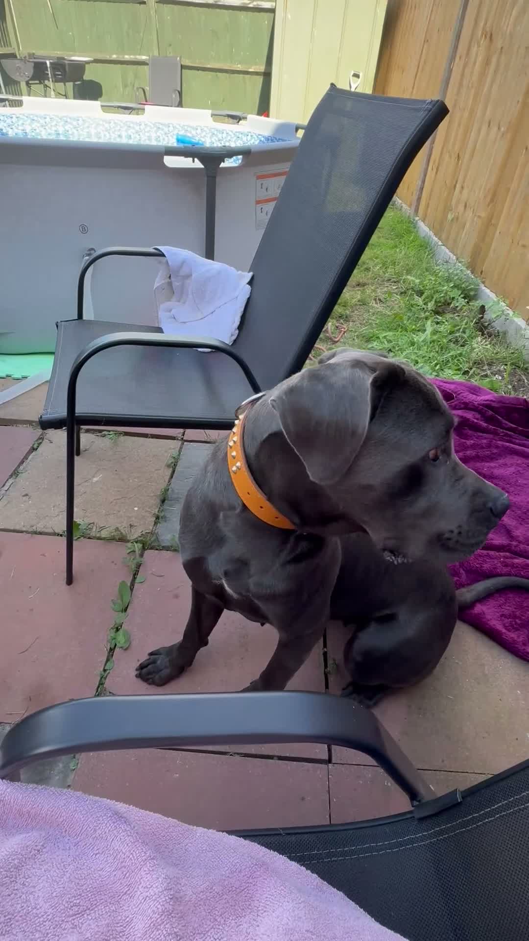 Cane Corso dogs for sale: Cane corso Female in Sheerness - Video 1