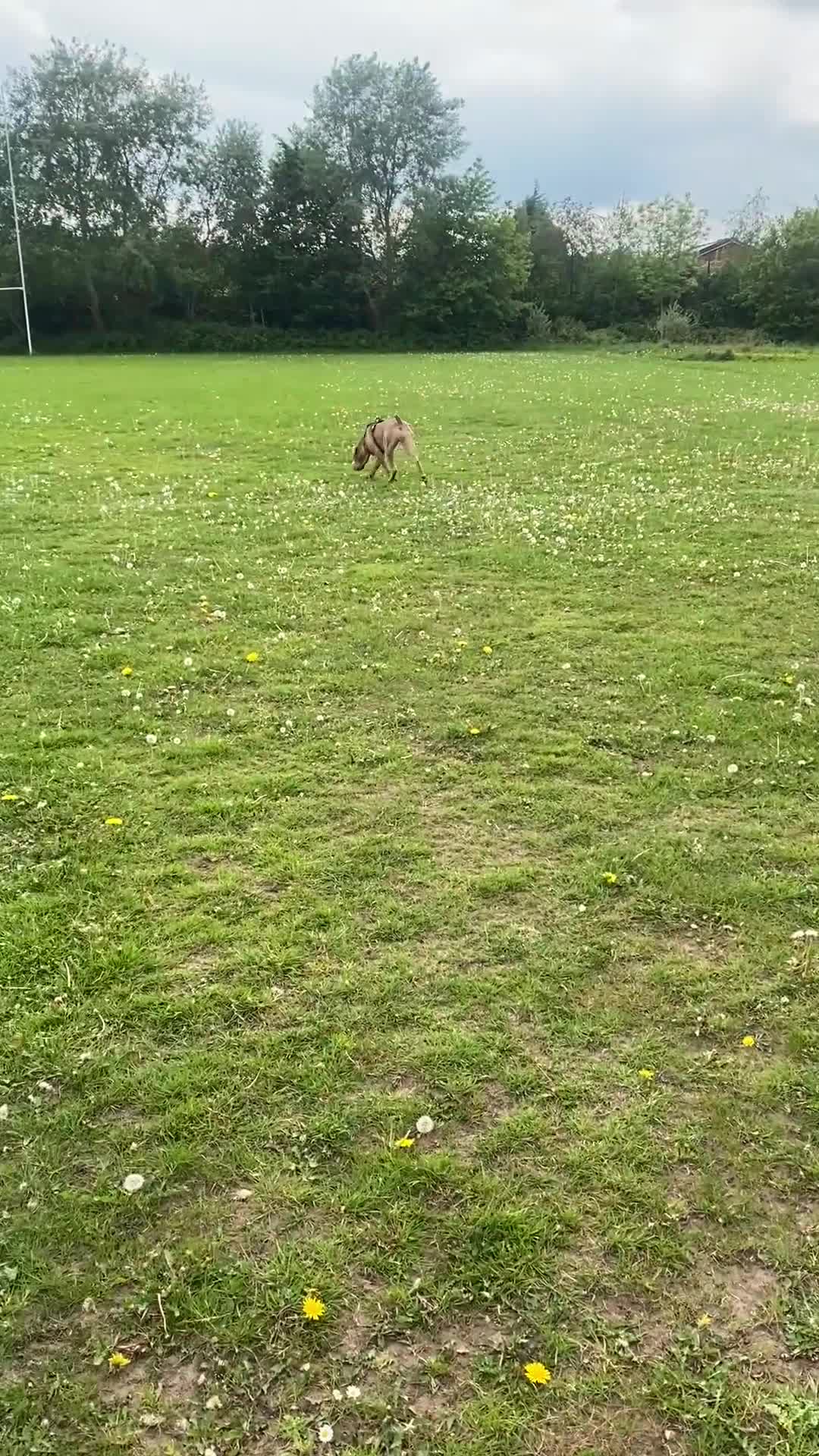 Mixed Breed dogs for sale: Ellie - Sharpei cross  - Video 1