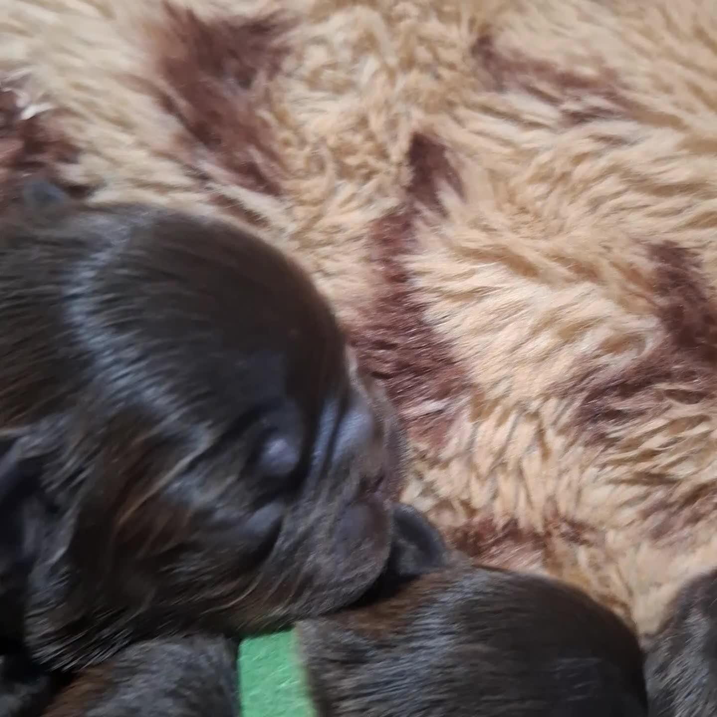 French Bulldog dogs for sale: Exotic coloured visual fluffy frenchies  - Video 3