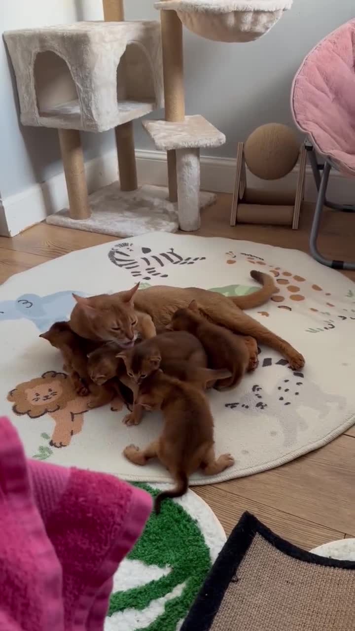 Abyssinian cats for sale: Abyssinian kittens  - Video 3