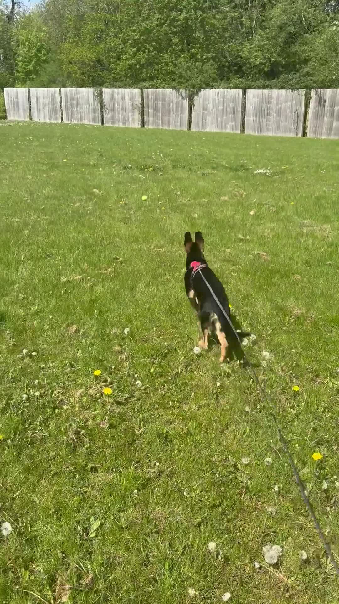 German Shepherd dogs for sale: German Shepherd – Male – 6 months - Video 1