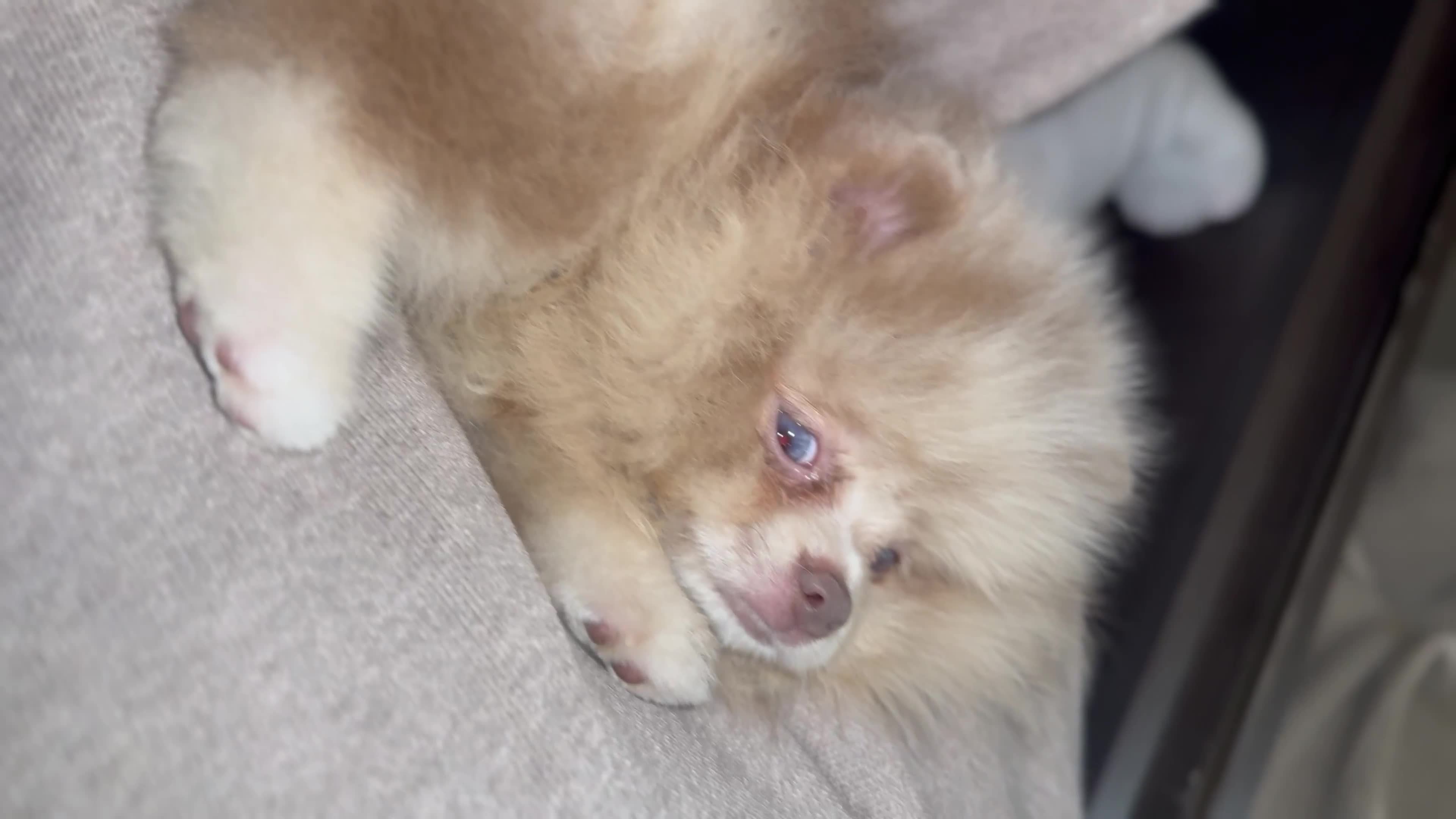 Pomeranian dogs for sale: exotic pomeranian pup - Video 1