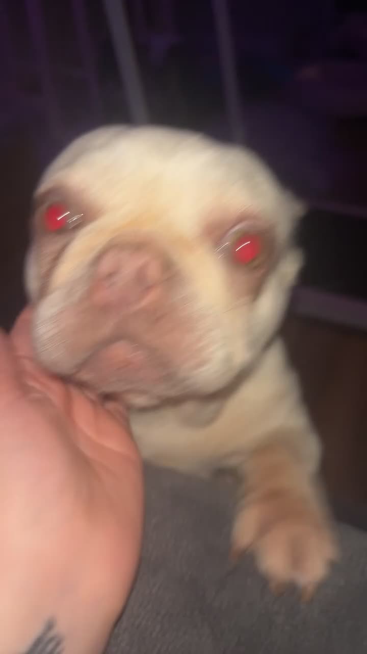 French Bulldog dogs for sale: frenchies  - Video 1