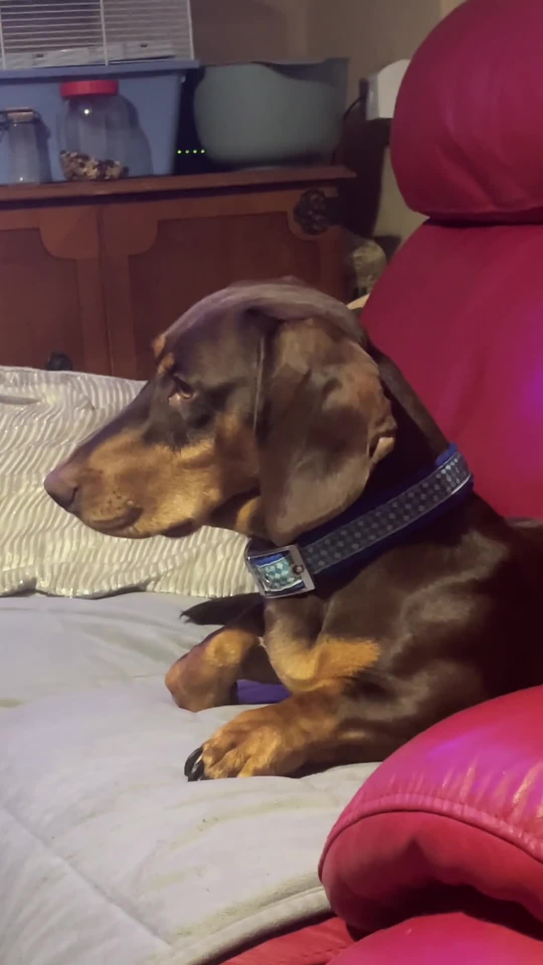 Dachshund dogs for sale: Male dachshund  - Video 1