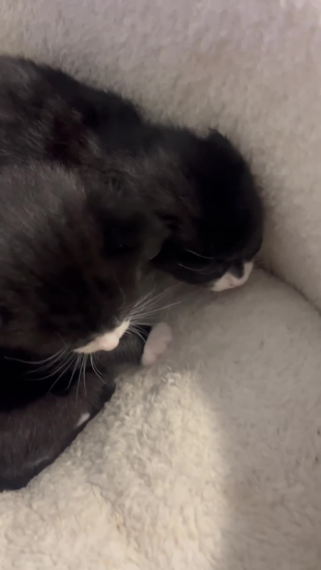 Mixed Breed cats for sale: Beautiful Persian X 3rdGen mainecoon  - Video 1