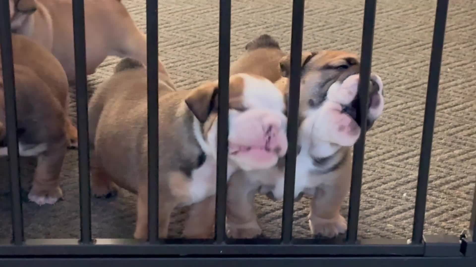 English Bulldog dogs for sale: Traditional English Bulldog Puppies  - Video 1