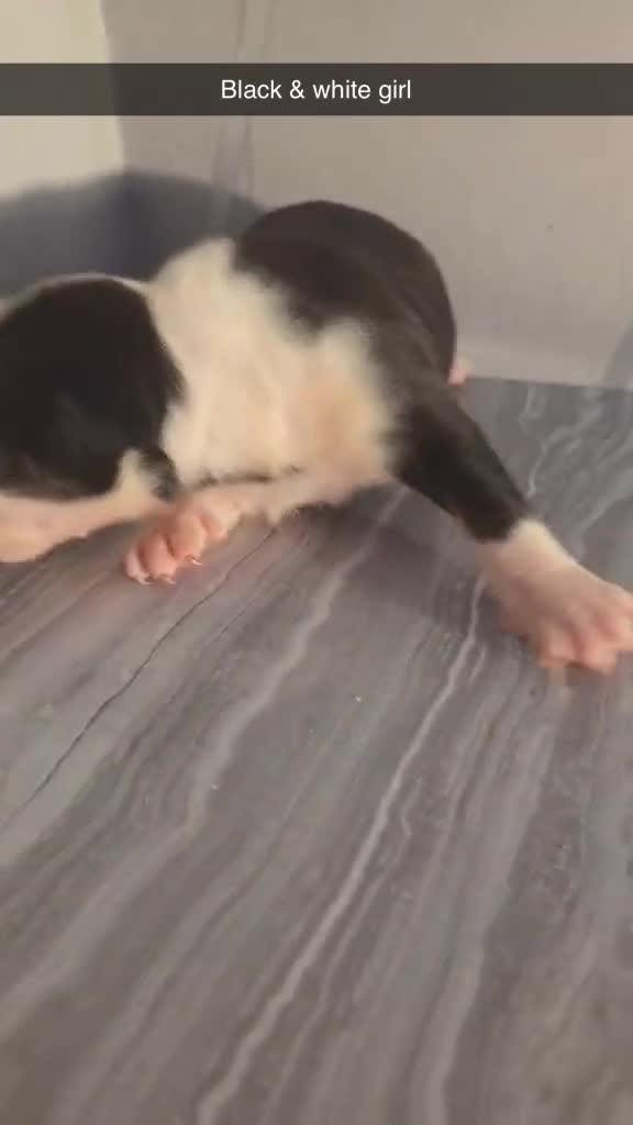 English Bull Terrier dogs for sale: KC REGISTERED ENGLISH BULL TERRIER PUPPIES  - Video 1